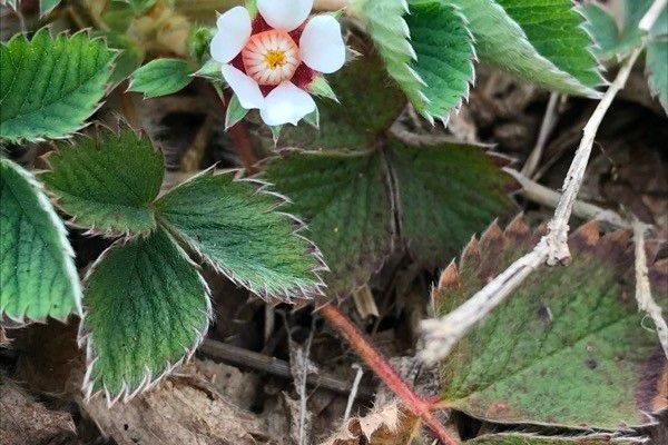 Pink barren strawberry
