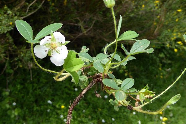 Mountain cinquefoil