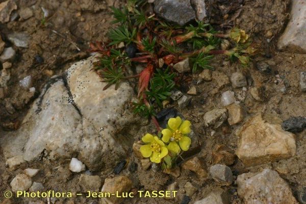 Potentilla multifida