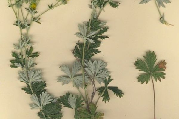 Potentilla neglecta