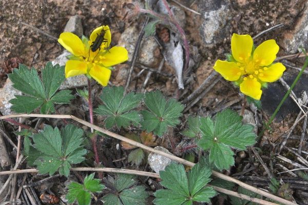 Spring cinquefoil