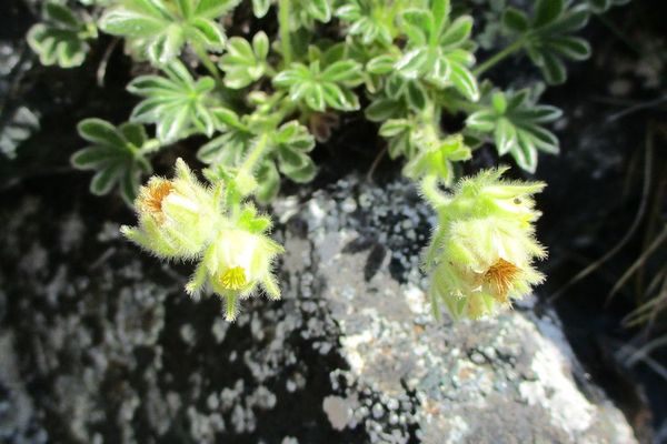 Snow cinquefoil