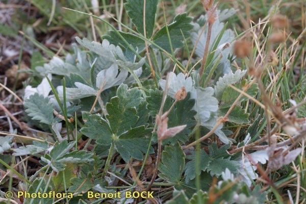 Snow cinquefoil