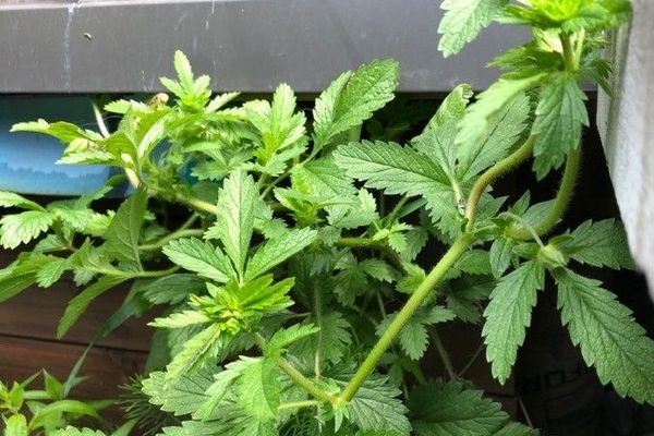 Ternate-leaf cinquefoil