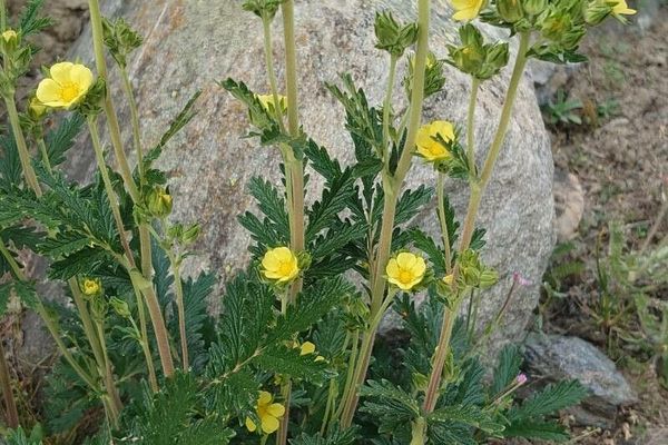 Pennsylvania cinquefoil
