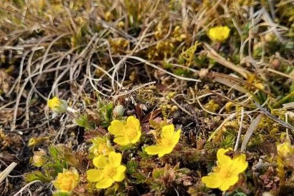 Potentilla pusilla