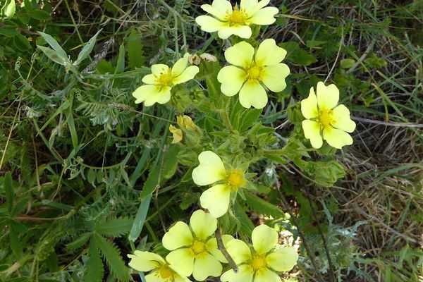 Sulphur cinquefoil