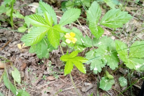 Old-field cinquefoil