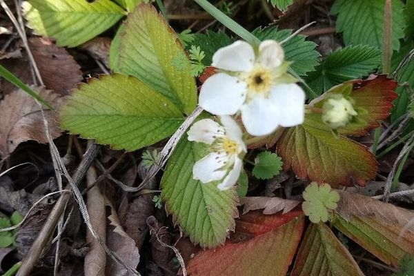 Strawberryleaf cinquefoil