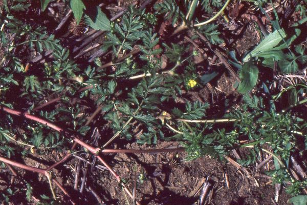 Bushy cinquefoil