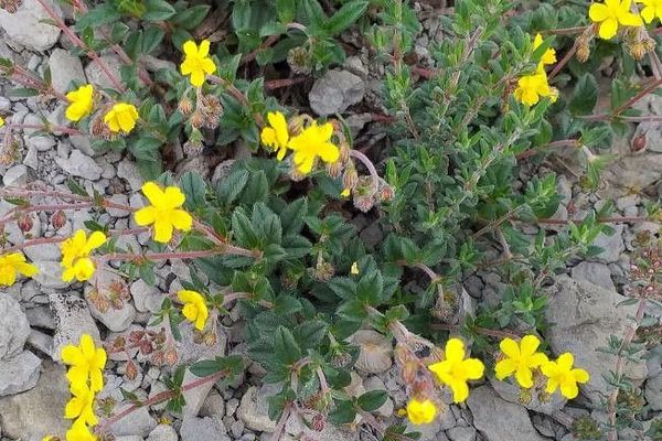 Spring cinquefoil