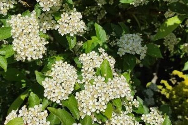 Oriental photinia