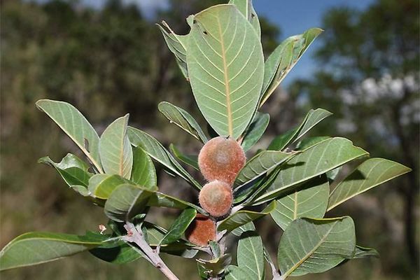Pouteria ramiflora
