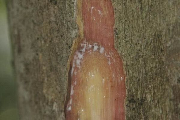 Pouteria reticulata