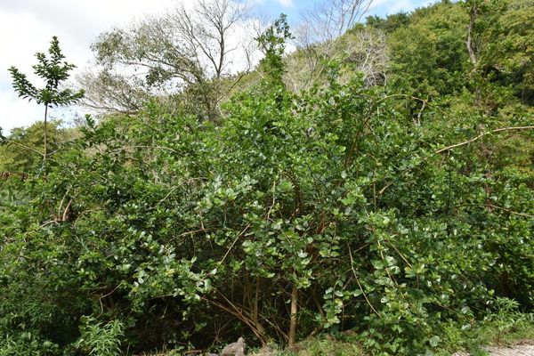 Bastard guelder