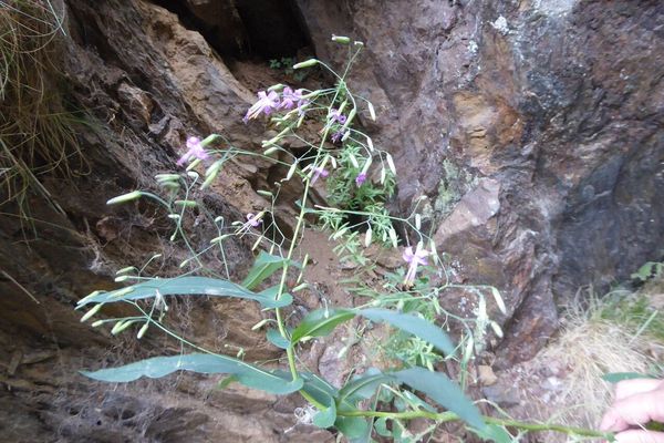 Rattlesnake root