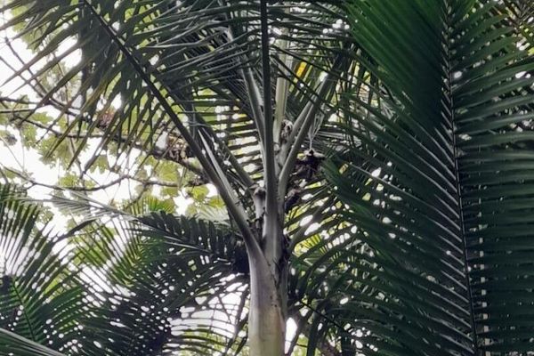 Sierran palm
