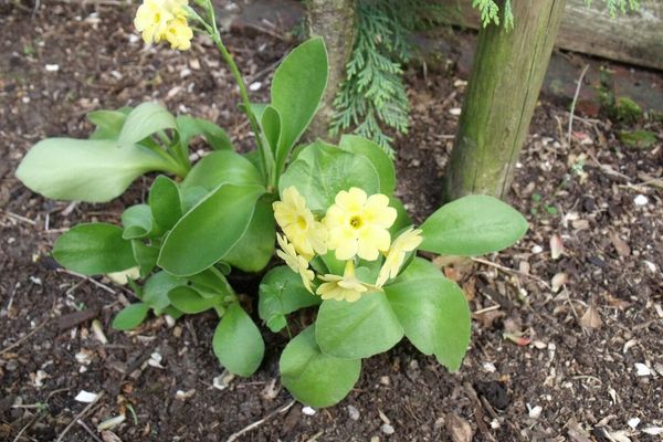 Auricula