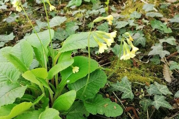 Oxlip