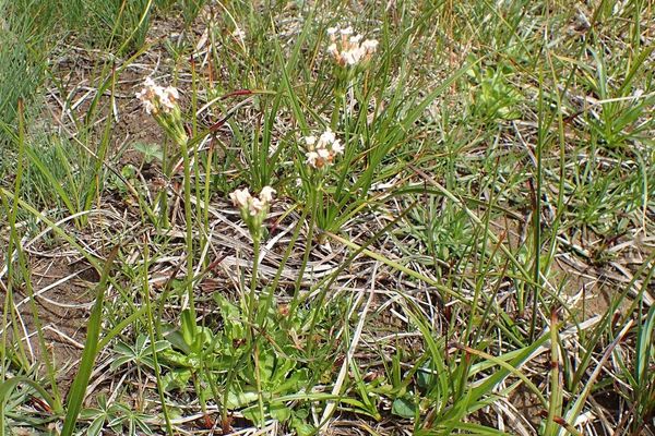 Bird-eye primrose