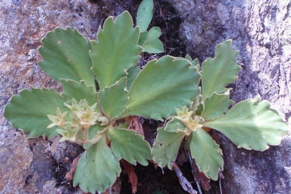 Hairy primrose