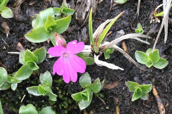 Entire-leaved primrose