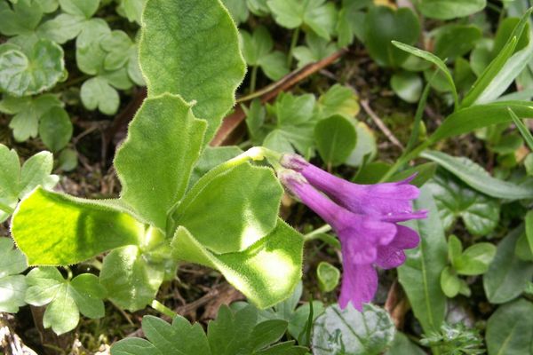 Primula latifolia