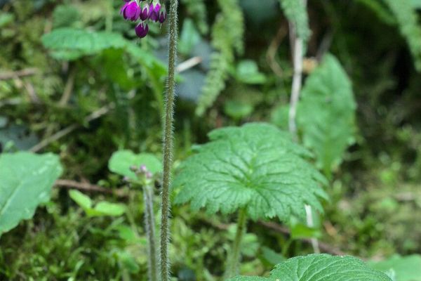 Primula matthioli