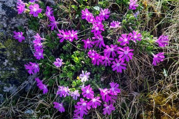 Primula minima