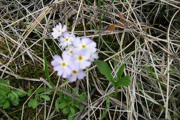 Mistassini primrose