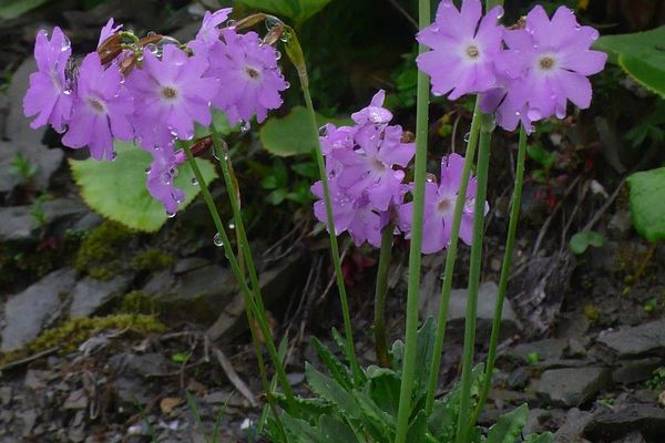 Siberian primrose