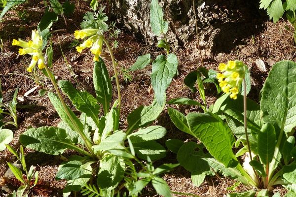 Cowslip