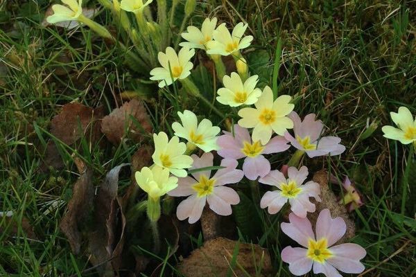 Primrose