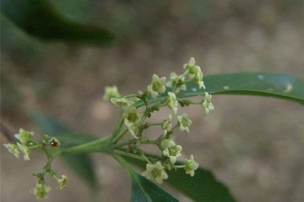 Pristimera celastroides