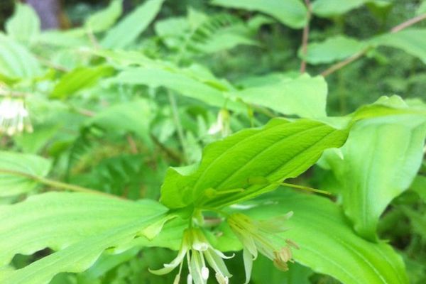 Fairy-bells