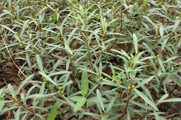 Marsh mermaidweed