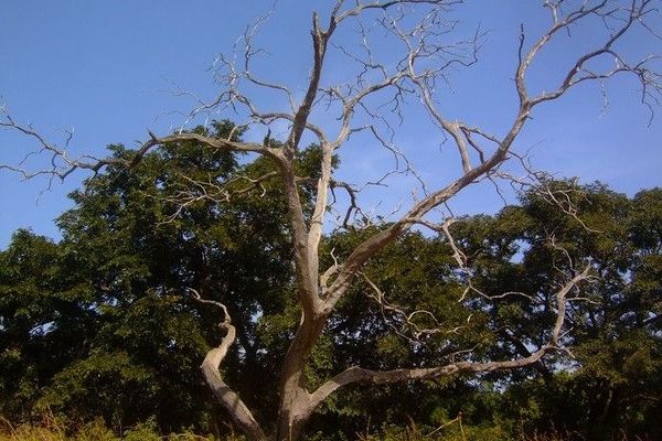 African mesquite