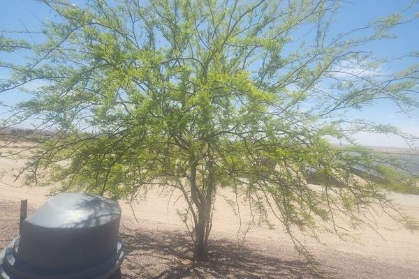 Honey mesquite