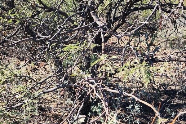 Velvet mesquite