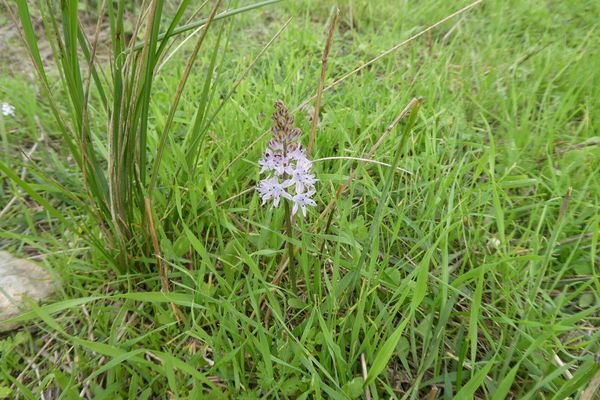 Autumn squill