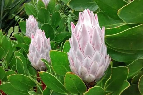King protea