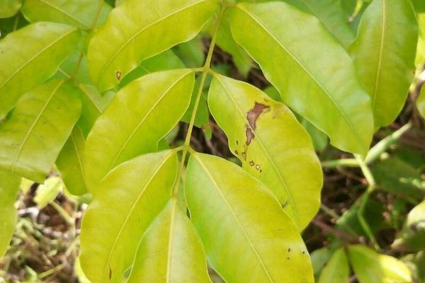 Protium heptaphyllum