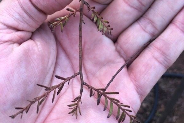 Brown pine