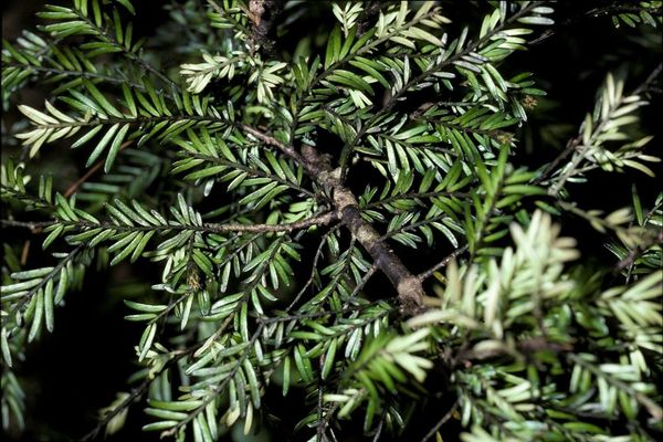 Black pine