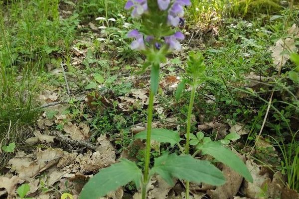 Large selfheal
