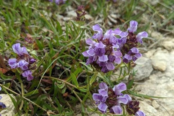 Prunella hyssopifolia