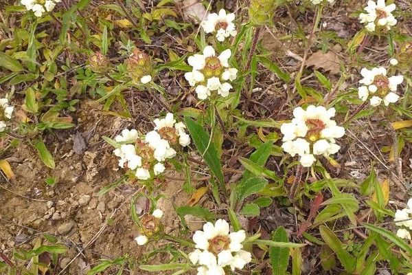 Cutleaf selfheal