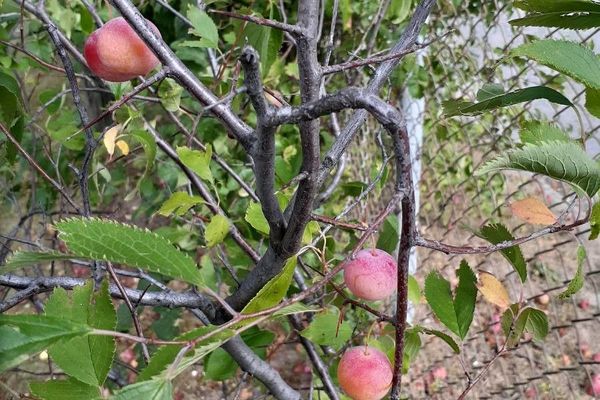 Goose plum