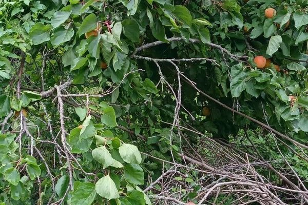 Siberian apricot