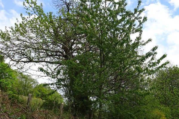 Mazzard cherry